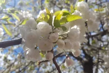 SPRING IMAGE white flower on tree branch